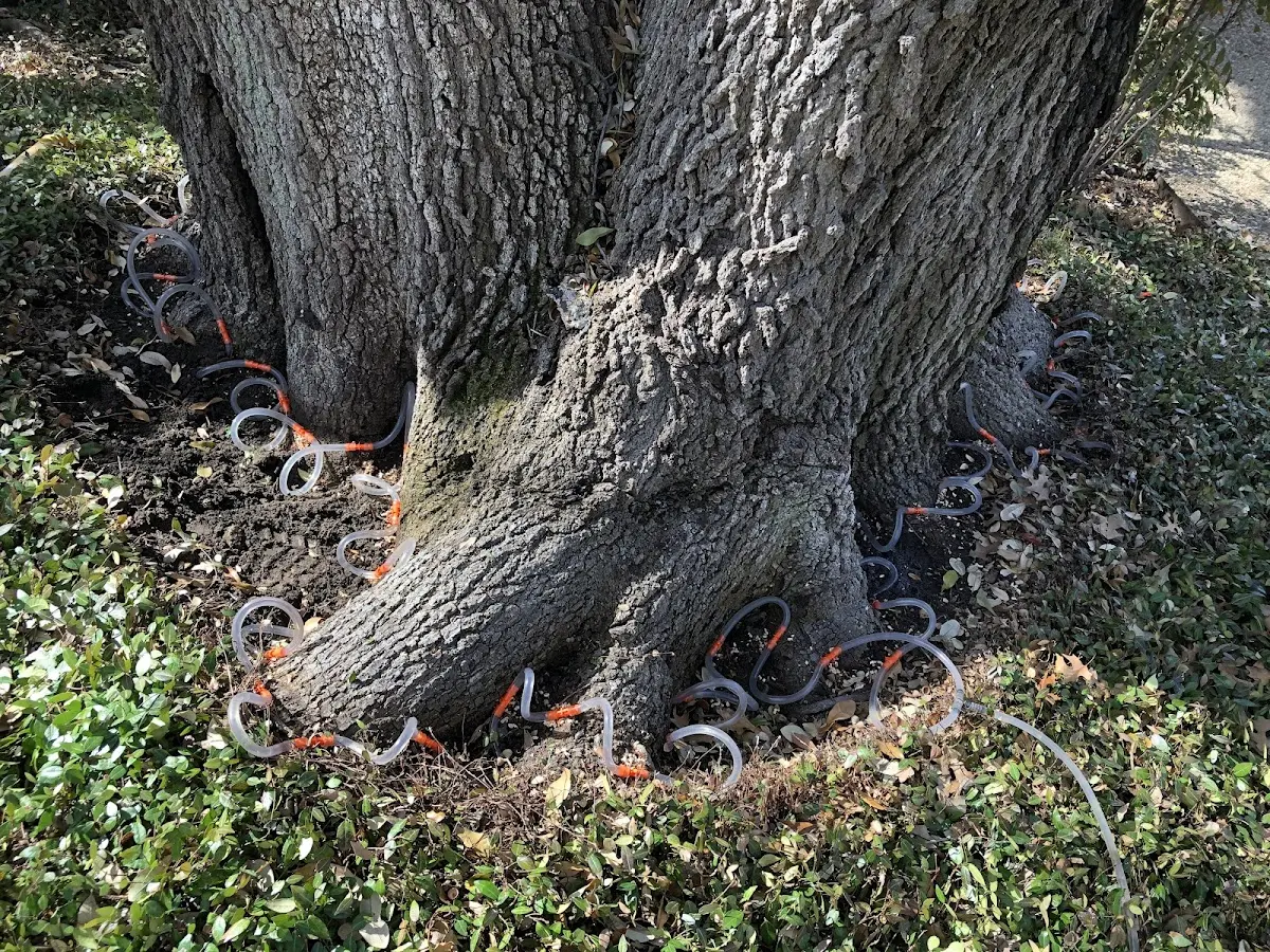 Detailed Tree Cabling and Bracing job site in Woodruff